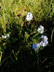 Myosotis imitata