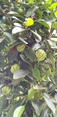 Garcinia gummi-gutta