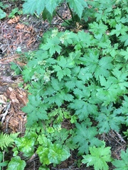 Hydrophyllum tenuipes