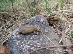 Sceloporus scalaris