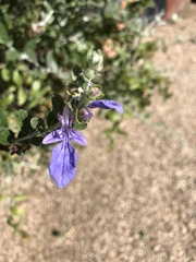 Teucrium fruticans