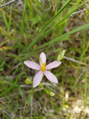 Sabatia brachiata