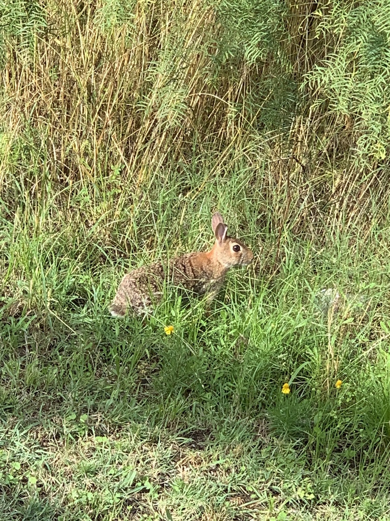 Cottontail Rabbits from 9520 Scyene Rd, Dallas, TX, US on May 30, 2019 ...
