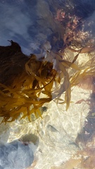 Desmarestia ligulata