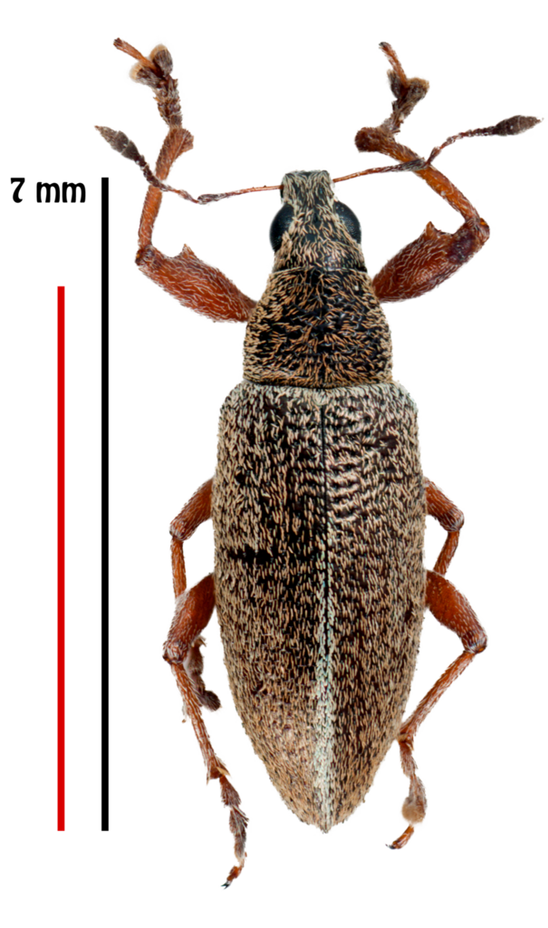 Cratopus frappieri