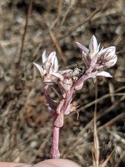 Dudleya blochmaniae