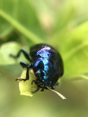 Leucocera laevicollis