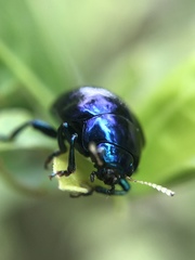 Leucocera laevicollis