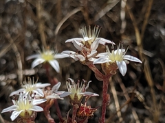 Dudleya blochmaniae