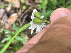 Lithophragma parviflorum parviflorum