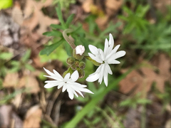 Lithophragma parviflorum parviflorum