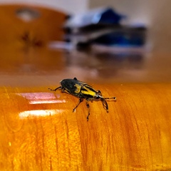 Metamasius sericeus