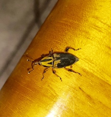 Metamasius sericeus