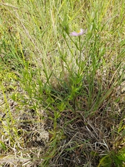 Sabatia brachiata