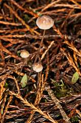 Mycena austrofilopes