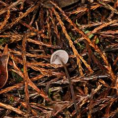 Mycena austrofilopes