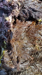 Microcladia borealis