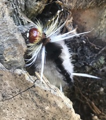 Halysidota cinctipes