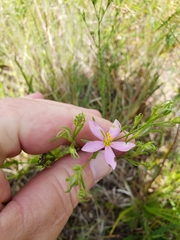 Sabatia brachiata