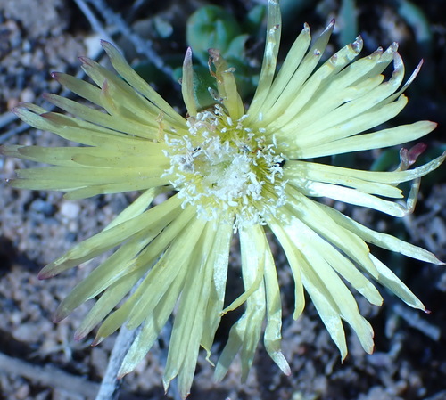 Image of Cephalophyllum purpureo by (c) Nicola van Berkel, some rights reserved (CC BY-SA)
