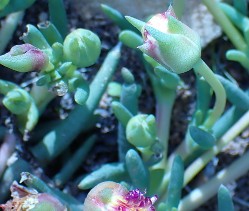Image of Cephalophyllum purpureo by (c) Nicola van Berkel, some rights reserved (CC BY-SA)