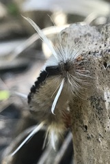 Halysidota cinctipes