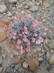 Eriogonum bicolor