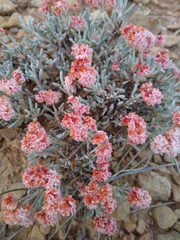 Eriogonum bicolor