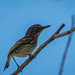 Hemitriccus margaritaceiventer wuchereri - Photo (c) Eden Fontes, algunos derechos reservados (CC BY-NC), subido por Eden Fontes