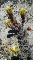 Castilleja mollis
