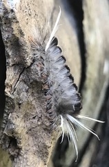 Halysidota cinctipes