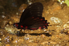 Mimoides phaon phaon