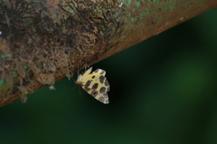 Pantherodes pardalaria