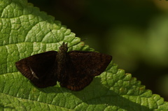 Carcharodini