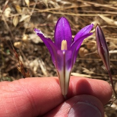 Brodiaea elegans