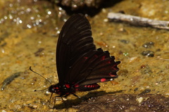 Mimoides phaon phaon