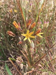 Triteleia ixioides ixioides
