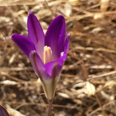 Brodiaea elegans
