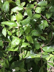 Maytenus boaria