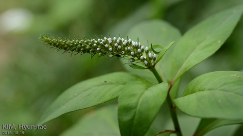 Lysimachia clethroides