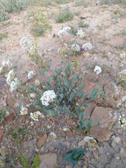 Abronia glabrifolia