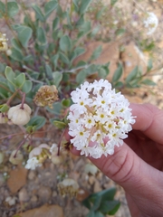 Abronia glabrifolia