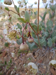 Abronia glabrifolia