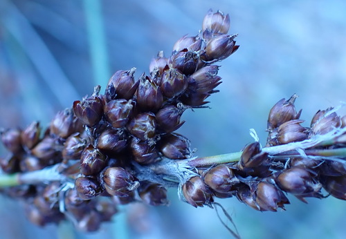 Karoo Frayreed (Rhodocoma arida)