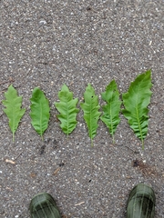 Quercus × leana