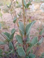 Abronia glabrifolia