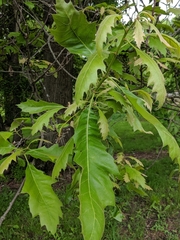 Quercus × leana