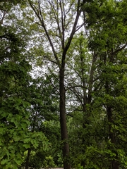 Quercus × leana