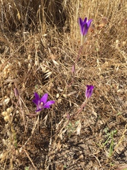 Brodiaea elegans
