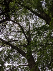 Quercus × leana